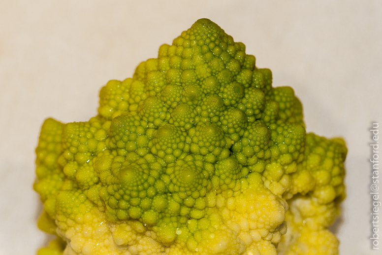 brassica - romanesco